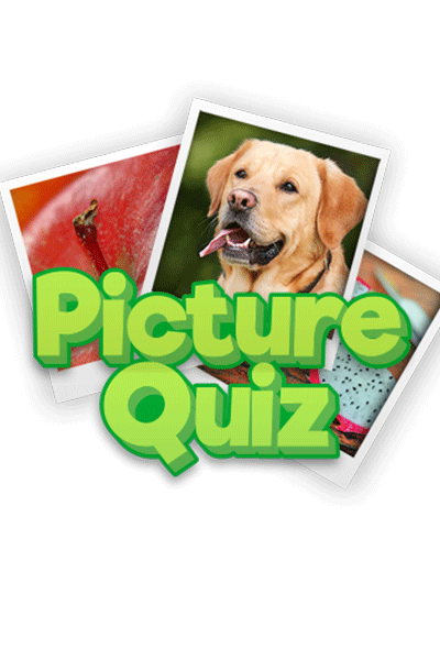 Picture-Quiz